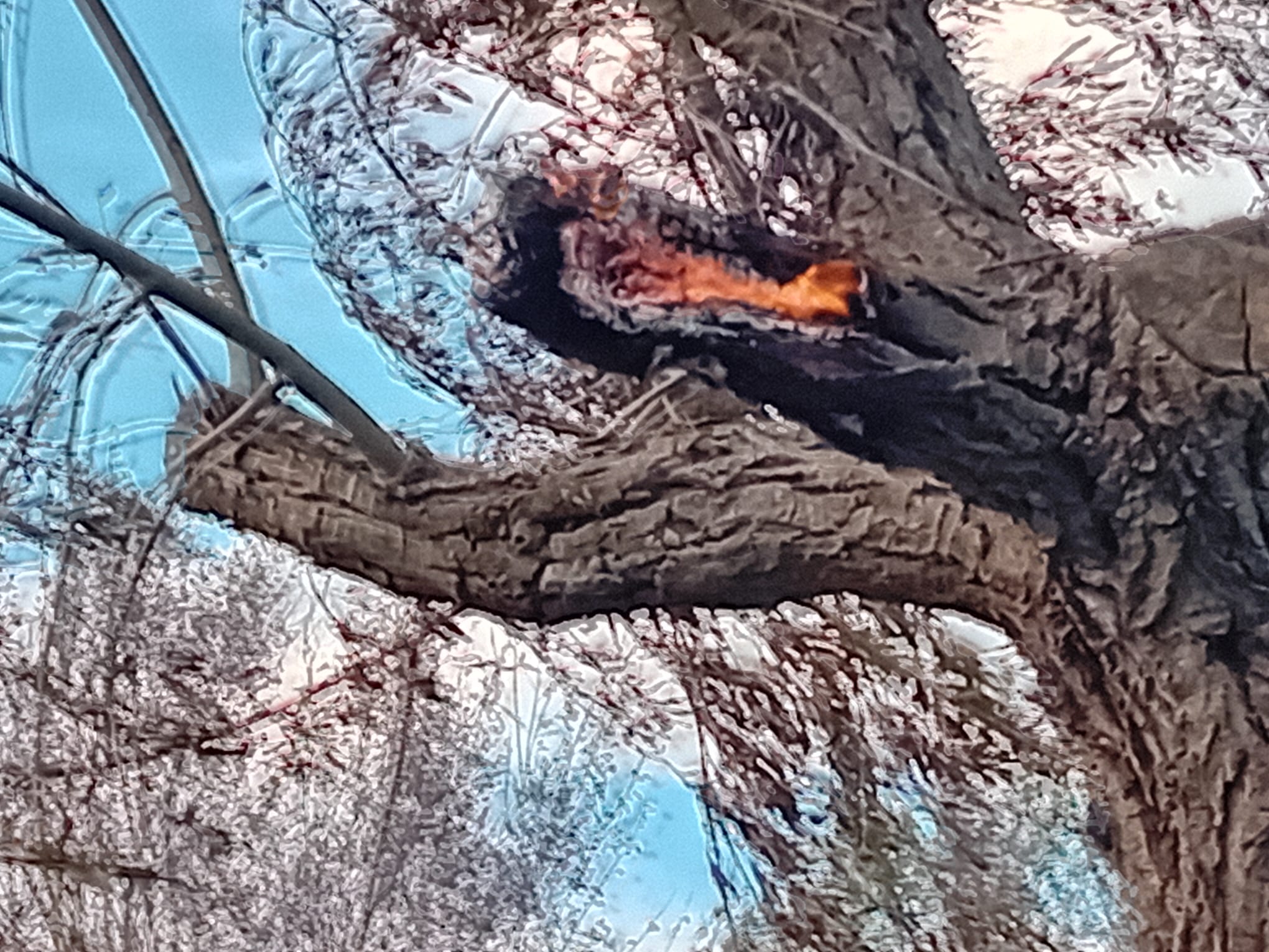 El incendio en Gandia llega al parque natural del Ullals.