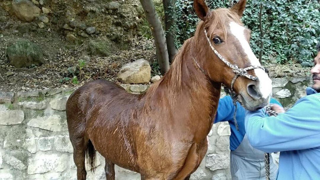 El caballo tras ser rescatado