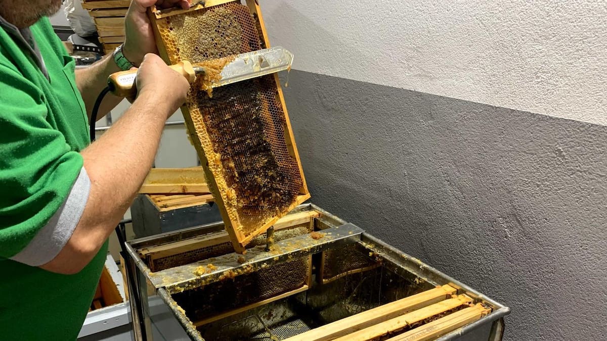 Convocatoria de ayudas a la apicultura en Castilla-La Mancha