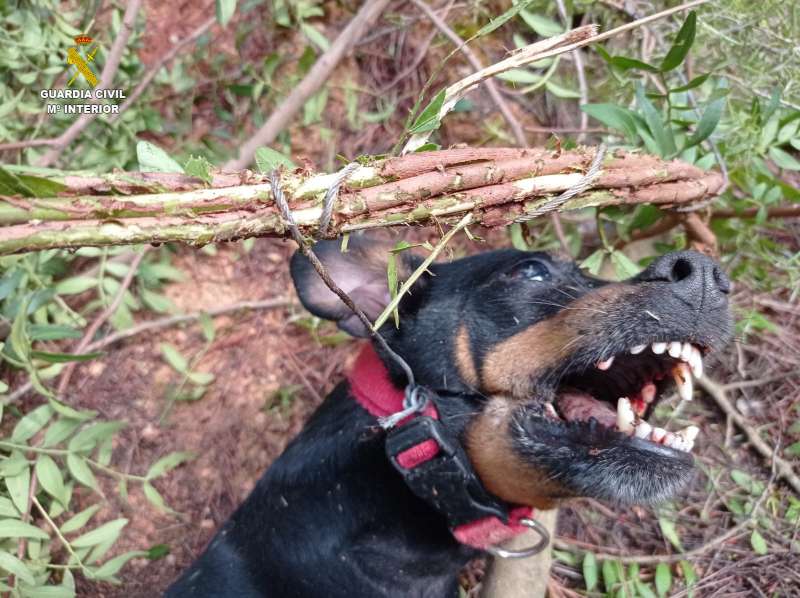 Un gos ha mort a L&#039;Olleria víctima d&#039;una trampa // Foto: OPC Guàrdia Civil
