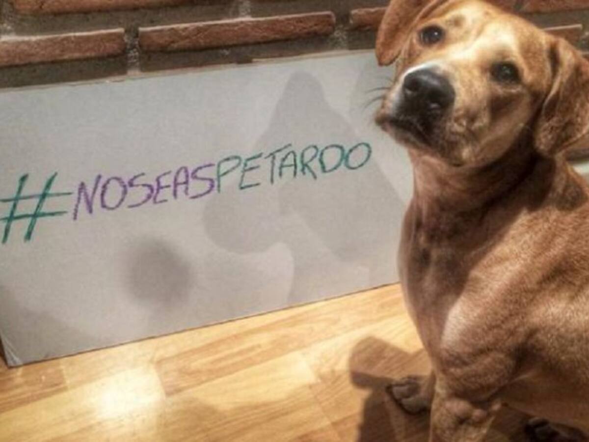 Las protectoras se movilizan con #Noseaspetardo