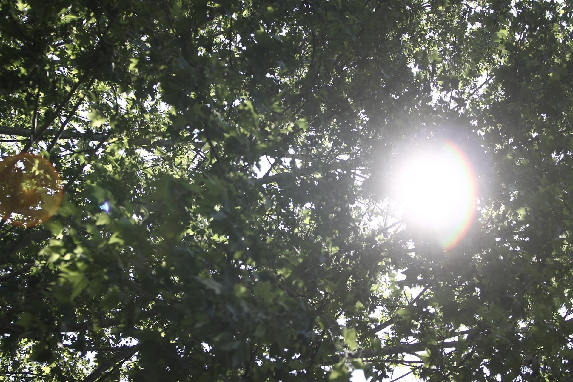 Rayos de sol saliendo entre las ramas de un árbol