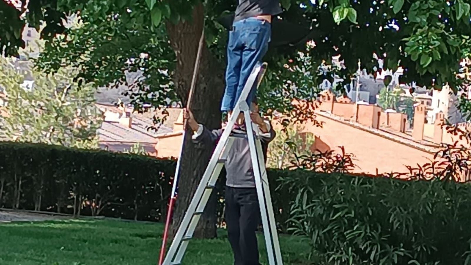 Imagen de dos personas recogiendo moras en el Parque del Crucero del barrio de San Antón de Toledo