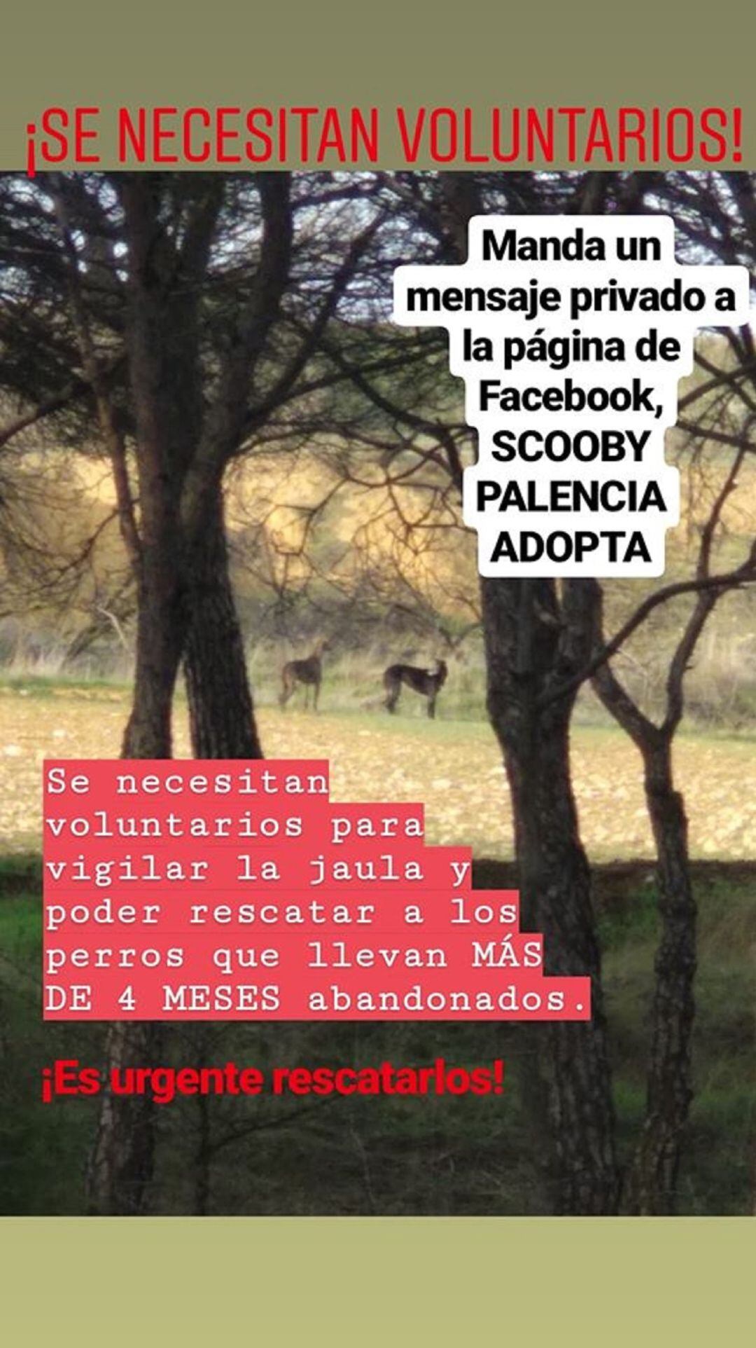 Scooby Palencia hace un llamamiento para rescatar a siete perros que llevan más de cuatro meses abandonados