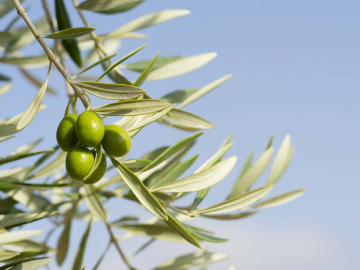 La Junta ayudará a que el aceite andaluz recupere su cuota de mercado