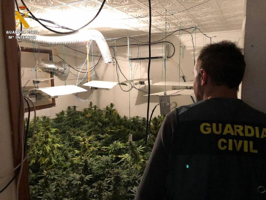 Cultivo de marihuana en el interior de la vivienda