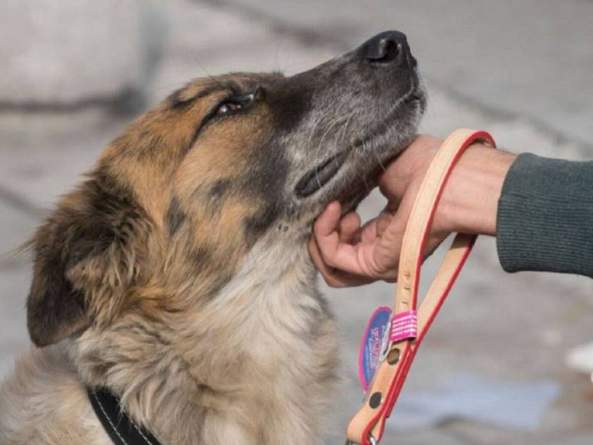 Unidas Podemos propone la creación de un departamento insular de Bienestar Animal