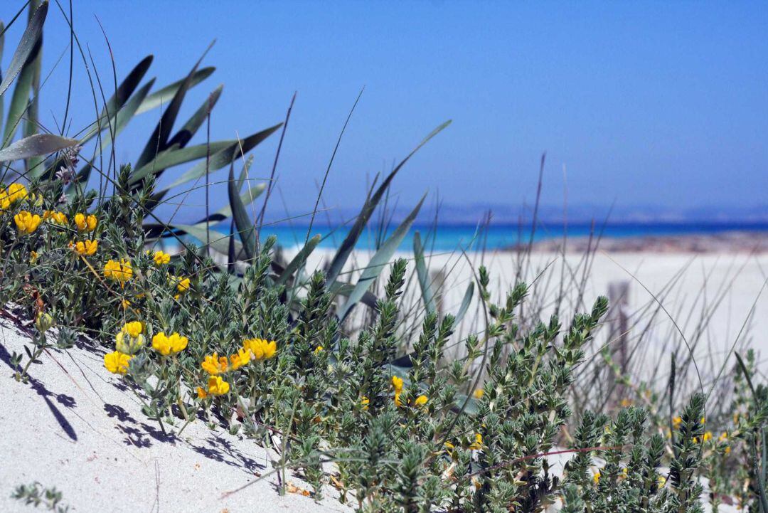 Se ofrecen alicientes para atraer turistas en el mes de octubre a Formentera