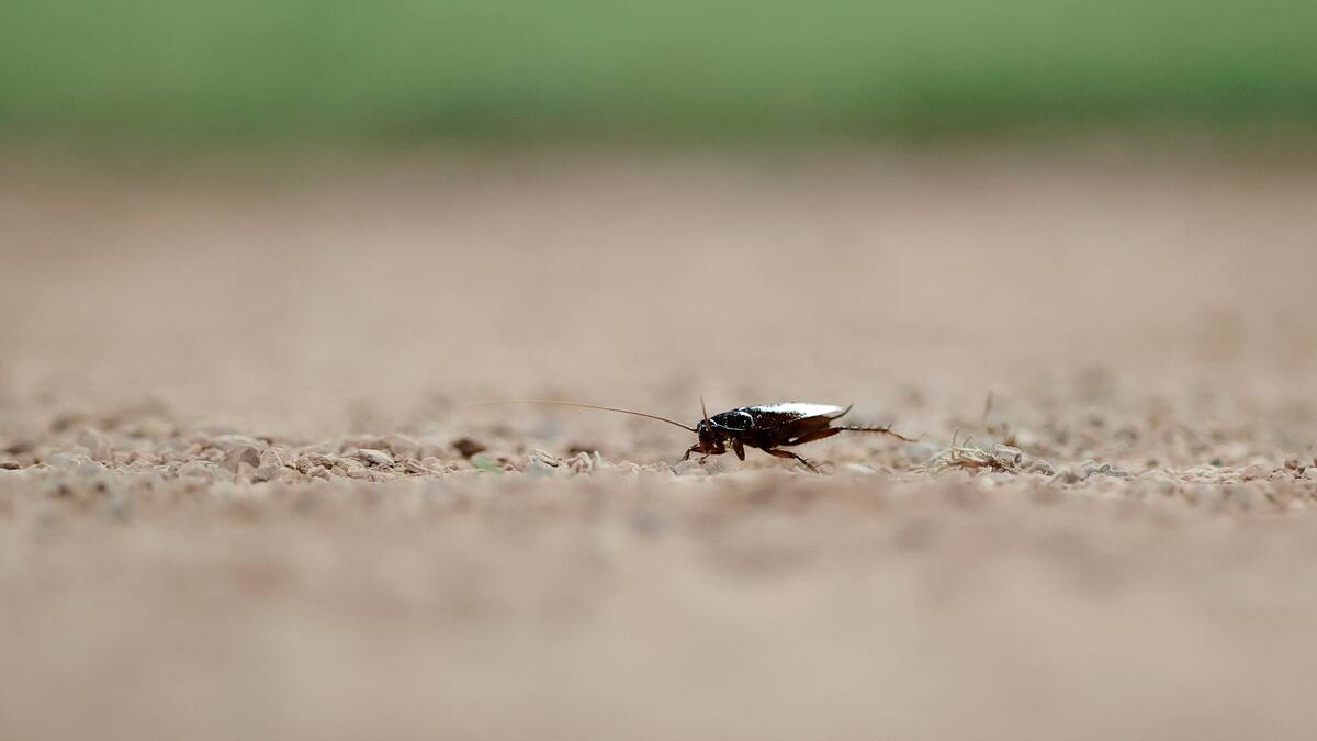 Un experto explica al detalle cómo acabar con las cucarachas en casa: "No hay que volverlas locas"
