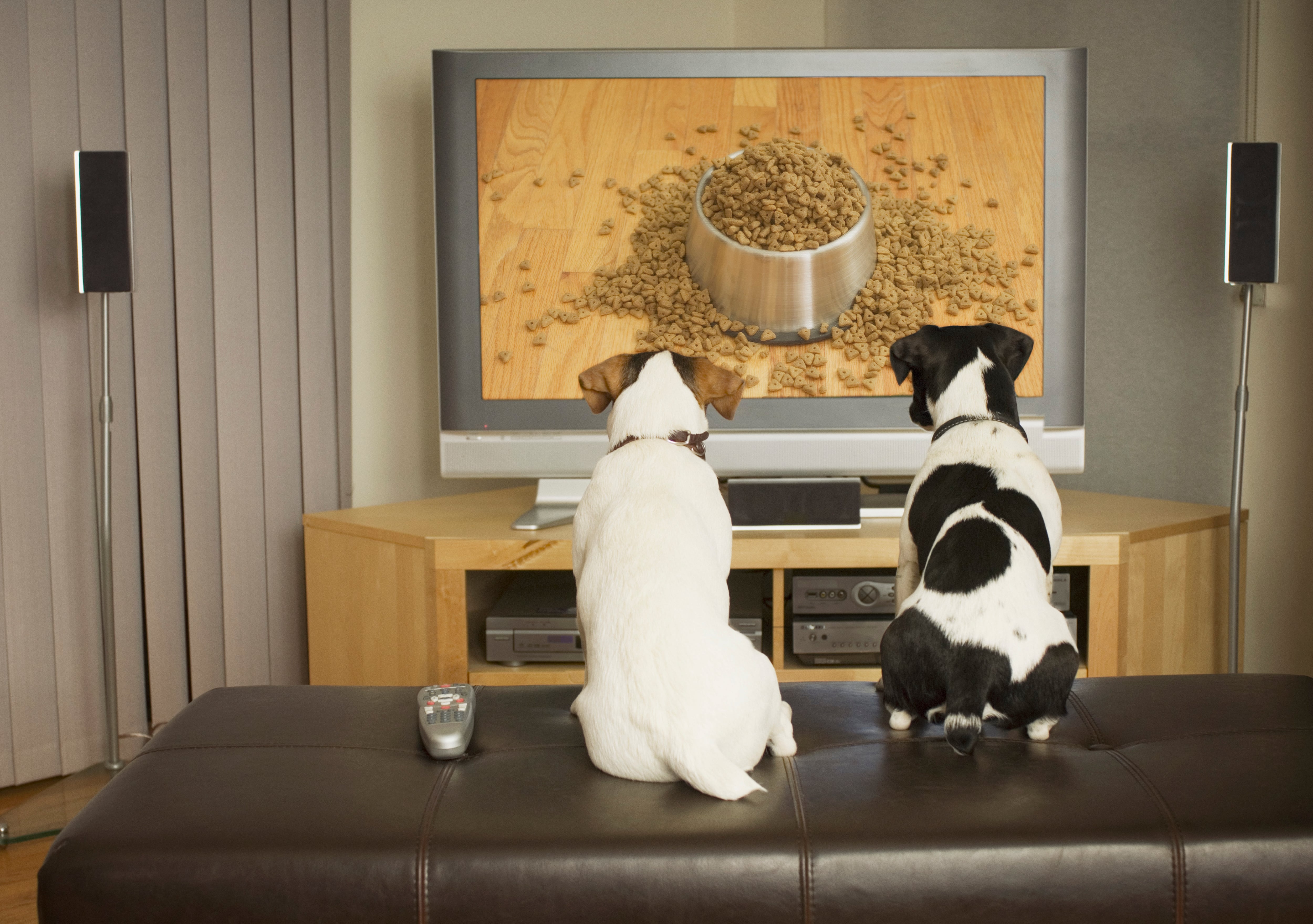 Perros viendo la televisión