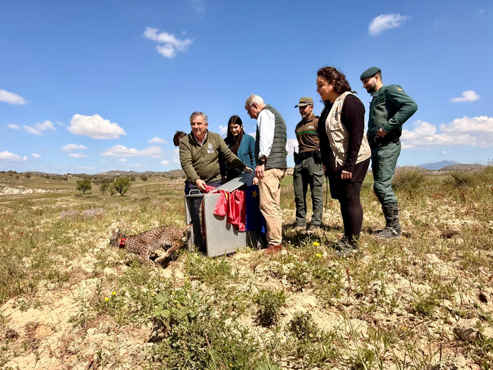 Las Tierras Altas de Lorca acogen a 'Wonders' un cachorro huérfano de lince procedente de Extremadura.