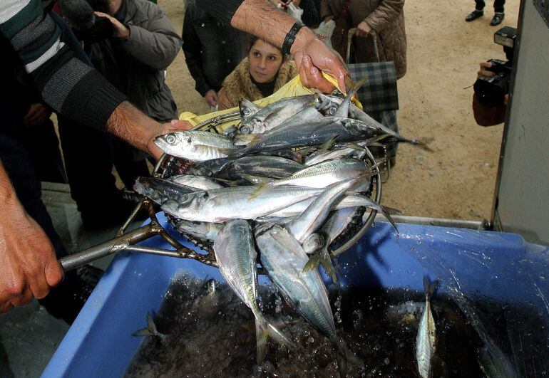 Los pescadores del cerco gallego regalan pescado para protestar por la situación del sector y en contra del reparto de cuotas