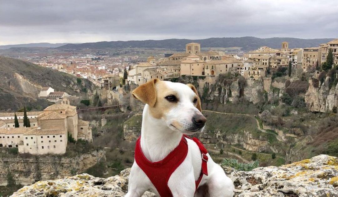 Pipper en las hoces de Cuenca.