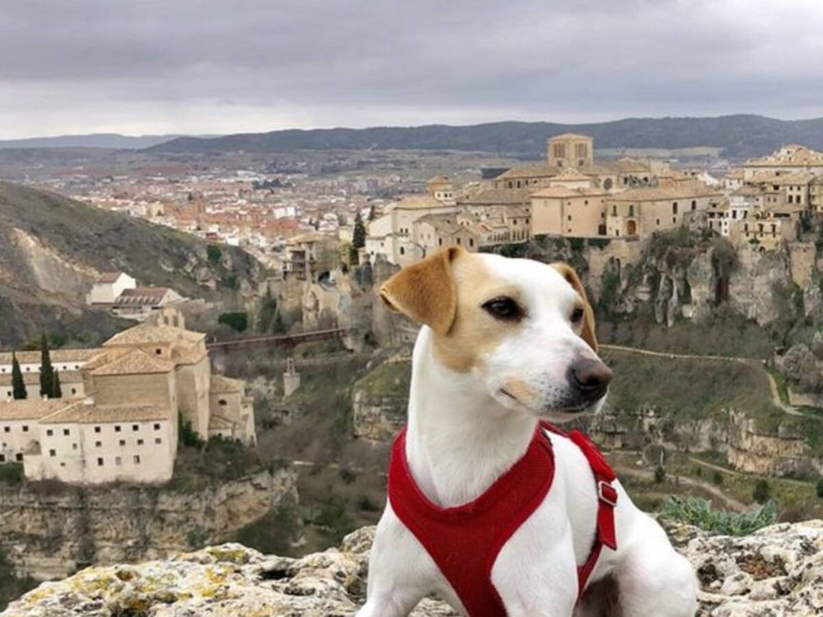 Pipper, el perro turista, promociona los encantos de Cuenca