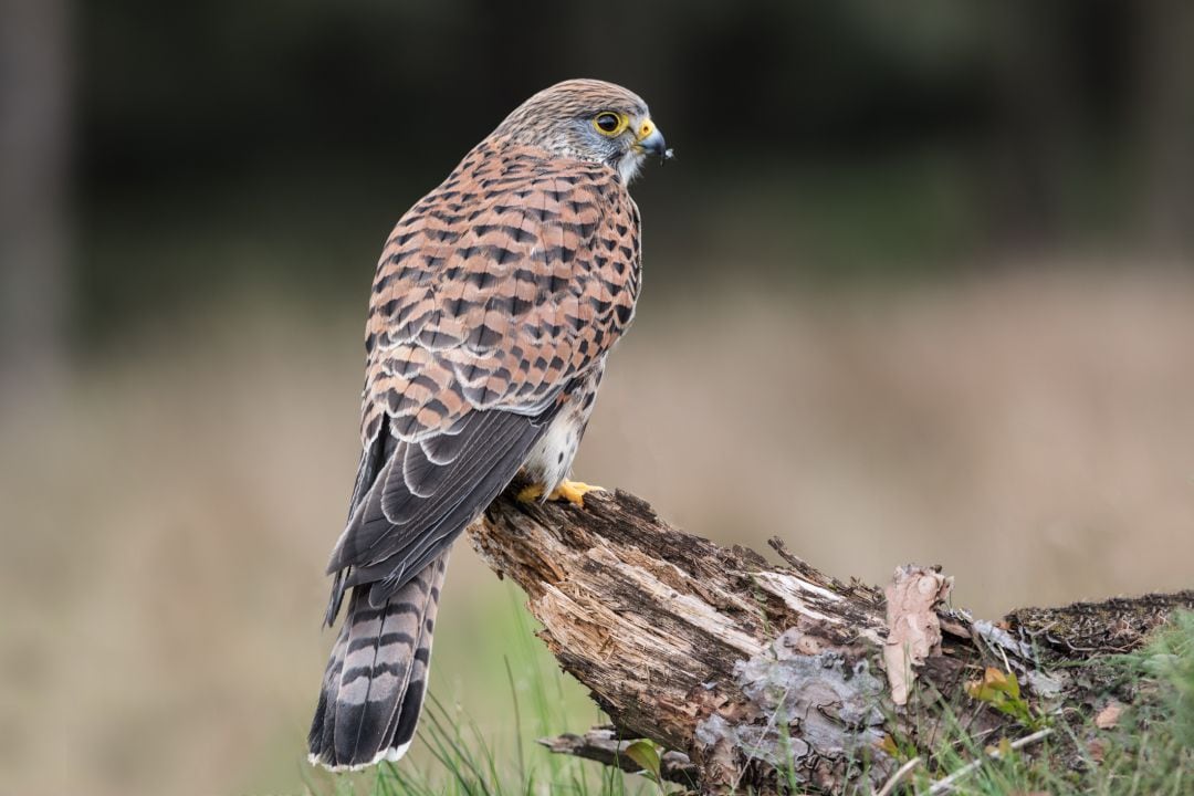 El cernícalo es una de las aves que al alimentarse de insectos y roedores, actúa como control biológico sobre las plagas de mosquitos y topillos