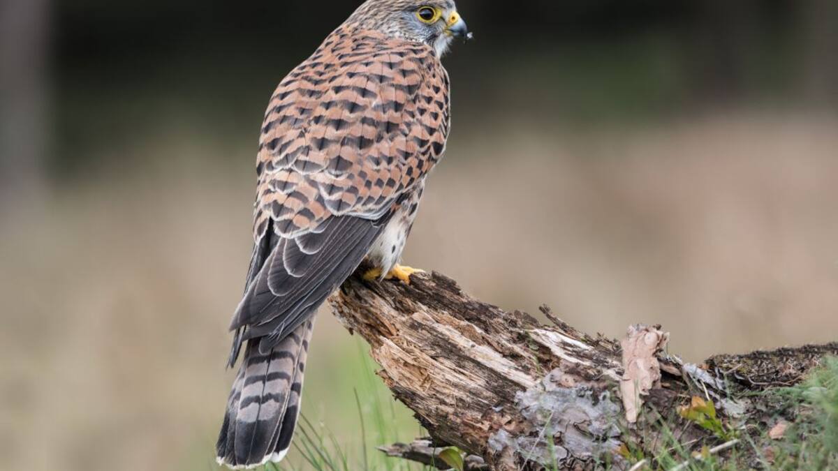 El Guardabosques: el cernícalo vulgar