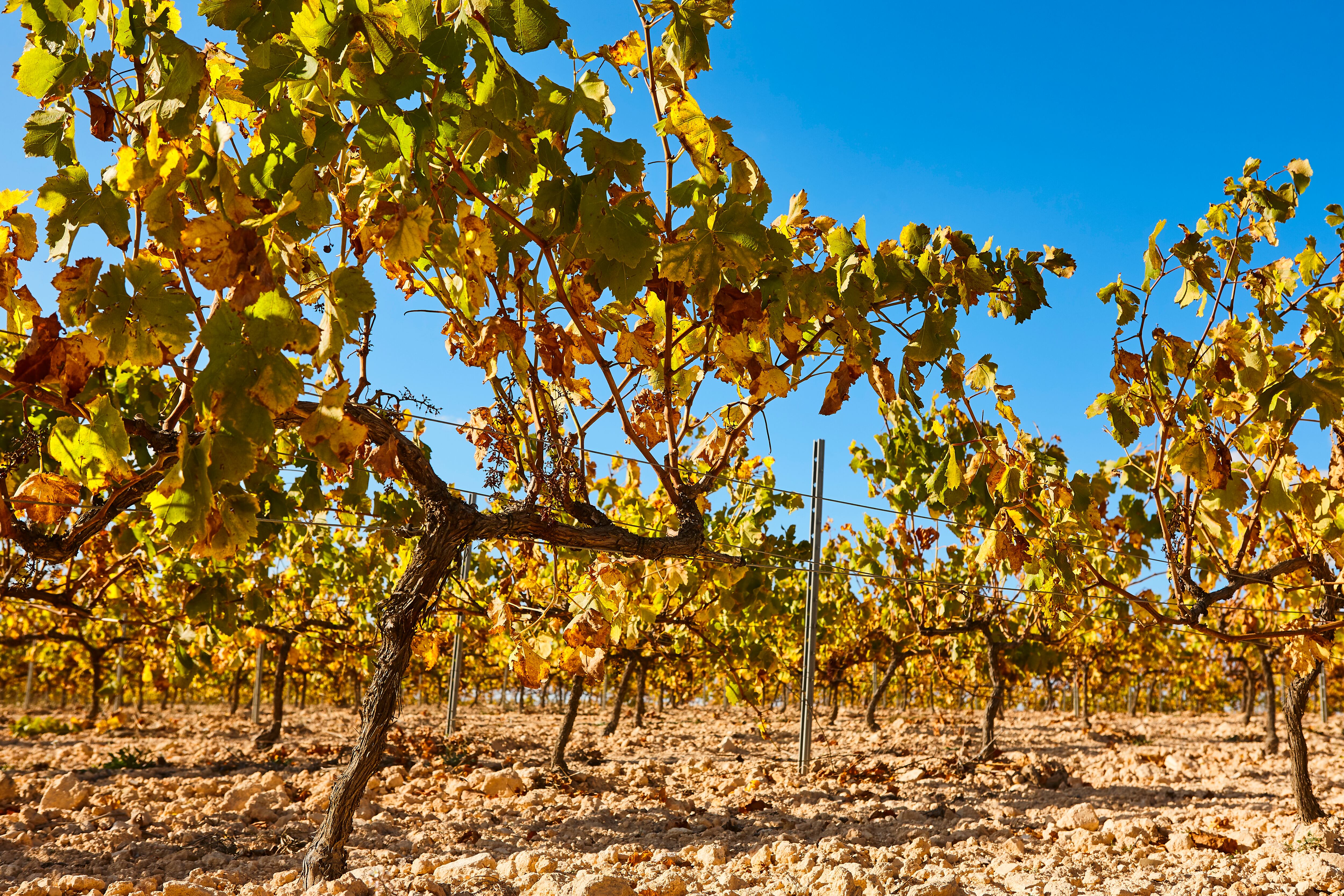 Plantación de viñedos en Utiel Requena