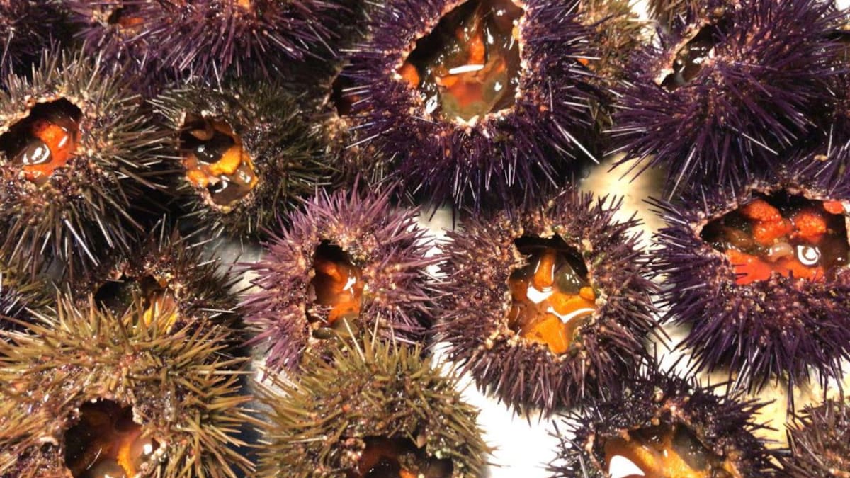 Publicadas las zonas y los cupos para la captura del erizo en Cantabria