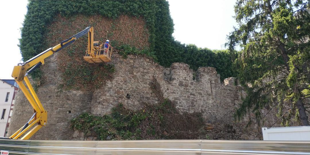 Operario retirando la hiedra del castillo viejo en Ponferrada 