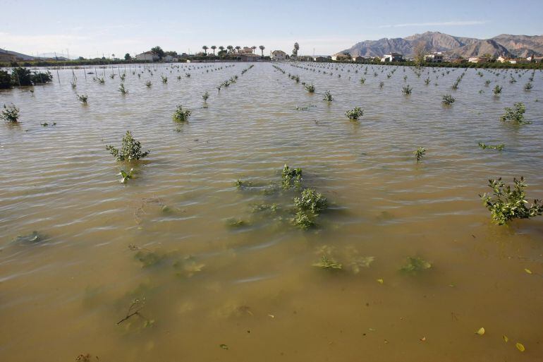 Vista de una huerta inundada en Orihuelal