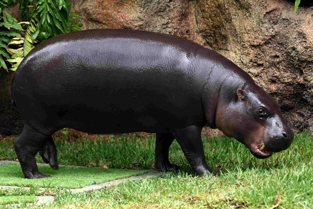 Un hipopótamo pigmeo que amplía el catálogo de animales del zoológico tinerfeño