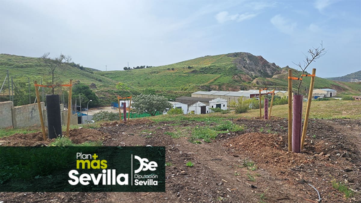 Morón finaliza actuaciones de reforestación en cuatro espacios urbanos del municipio