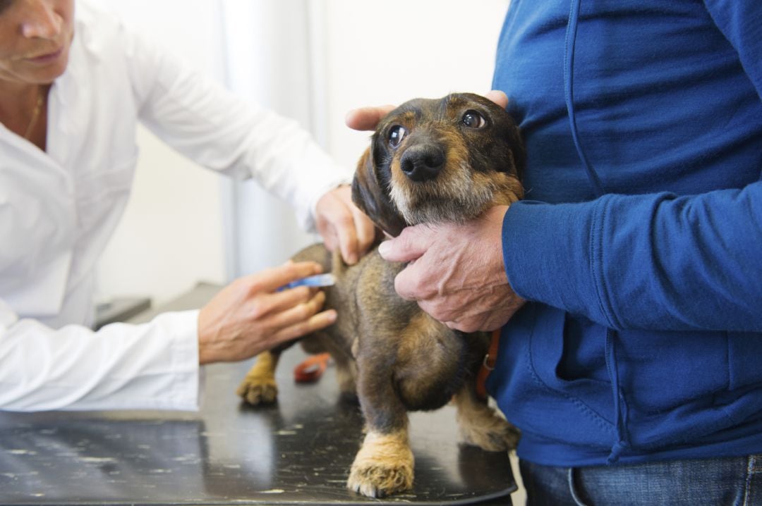 Las clínicas de pequeños animales (de compañía) tienen una imposición en su actividad del IVA del 21%