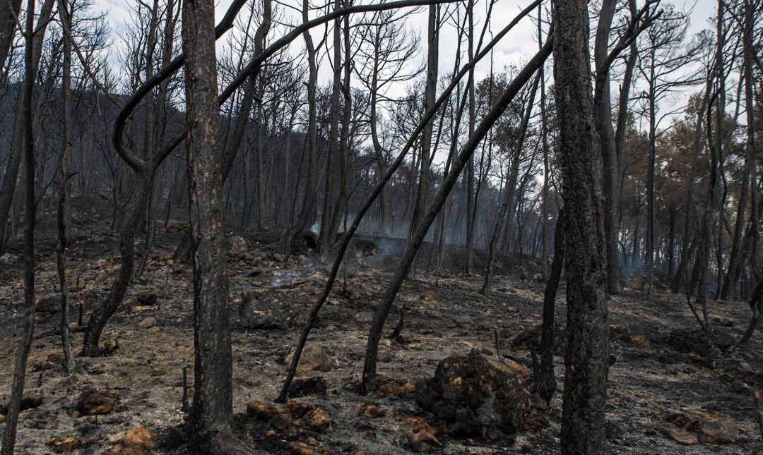 El de Santa Coloma de Queralt ha estat l'incendi més important que ha partit Catalunya fins ara en aquesta temporada d'estiu