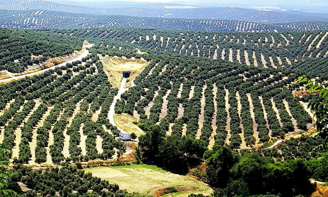 Olivares de Úbeda