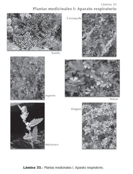 El libro recoge usos asociados a prácticamente todos los ámbitos de la vida cotidiana.