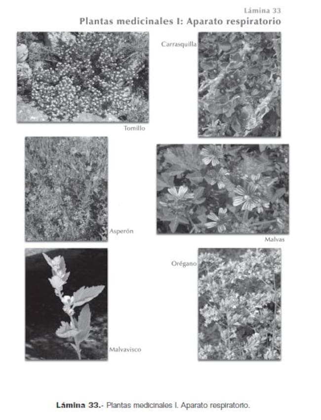 El libro recoge usos asociados a prácticamente todos los ámbitos de la vida cotidiana.