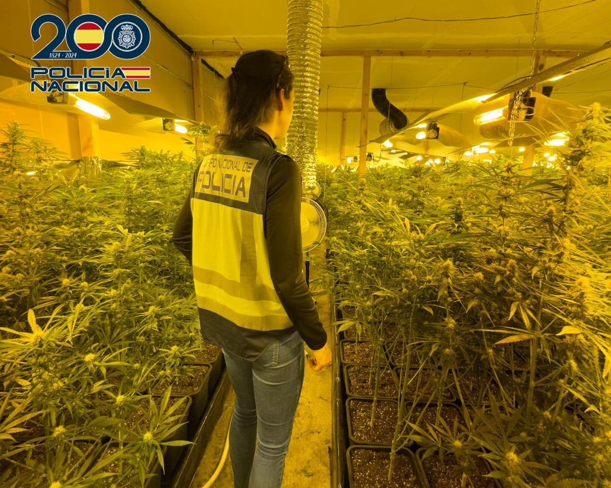 Imágenes de la plantación de marihuana