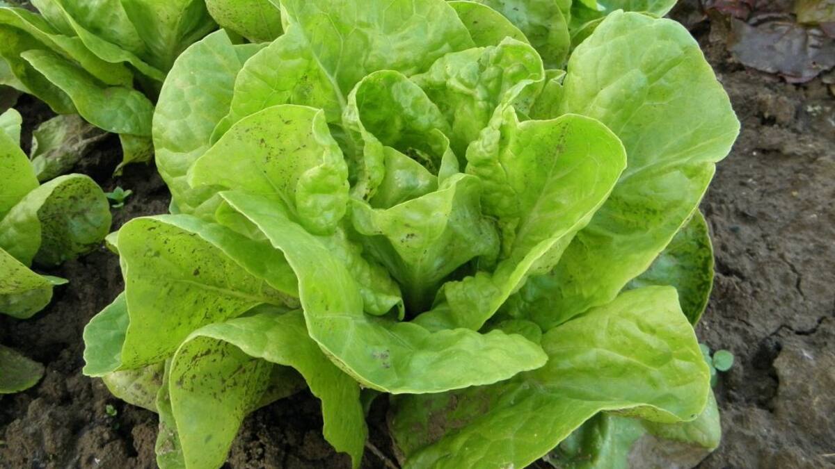 Potaje de guisantes con lechuga