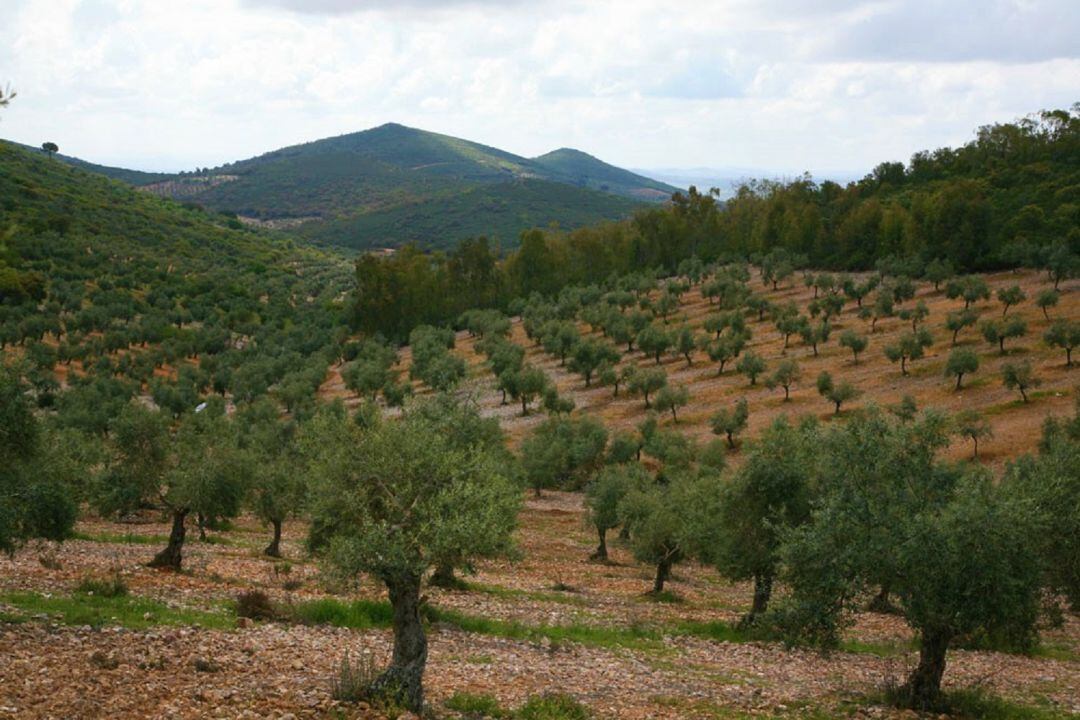 Olivares en Monterrubio de la Serena