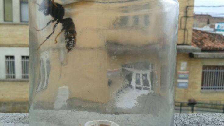 Entrevista con bomberos sobre la avispa asiática en Navarra (24/08/2020)