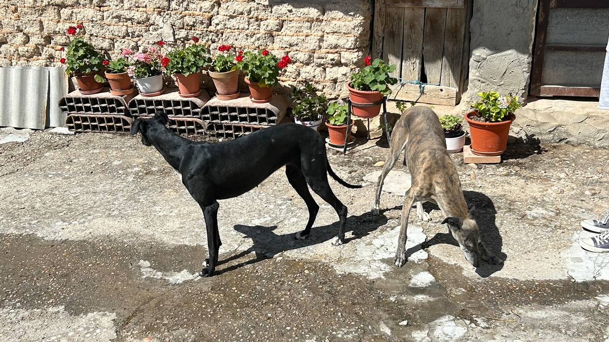 'Chito', palabra de Delibes