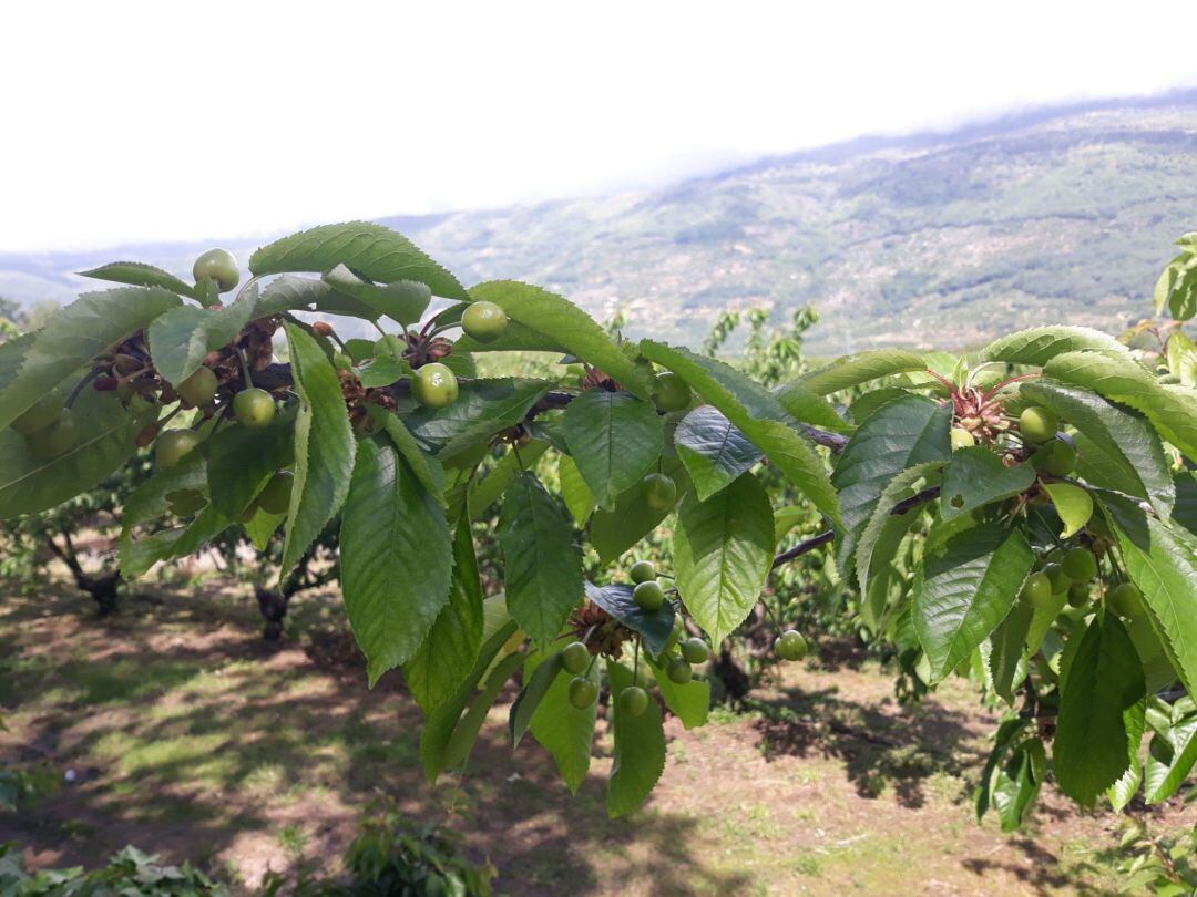 Cerezas