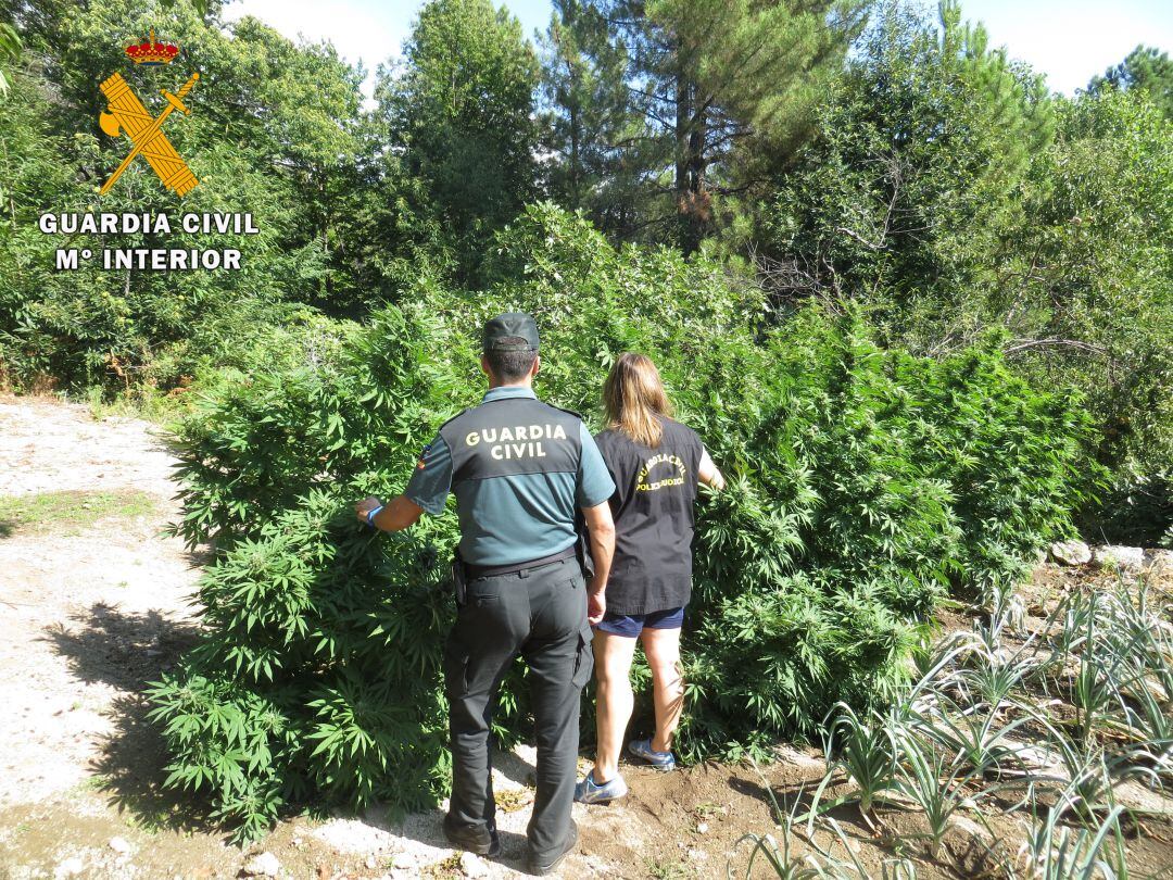 Plantas de cannabis en Guisando (Ávila)