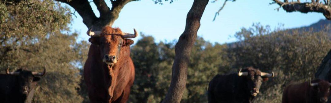 Las ganaderías de toros bravos piden ayudas económicas por la pandemia de Covid