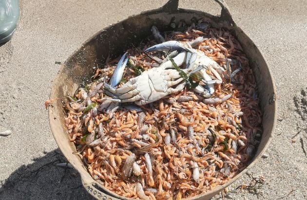 En los últimos días se han llegado a retirar hasta tres toneladas de peces muertos y otras especies propias del Mar Menor.