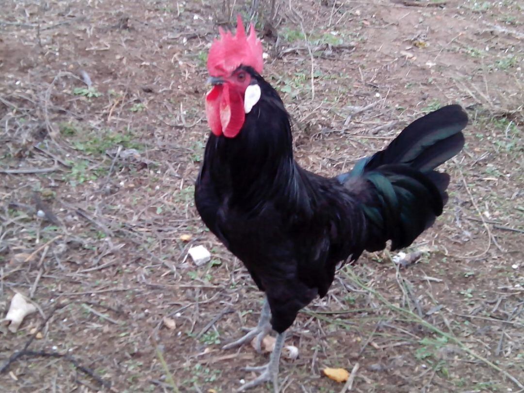 Gallina Negra Castellana