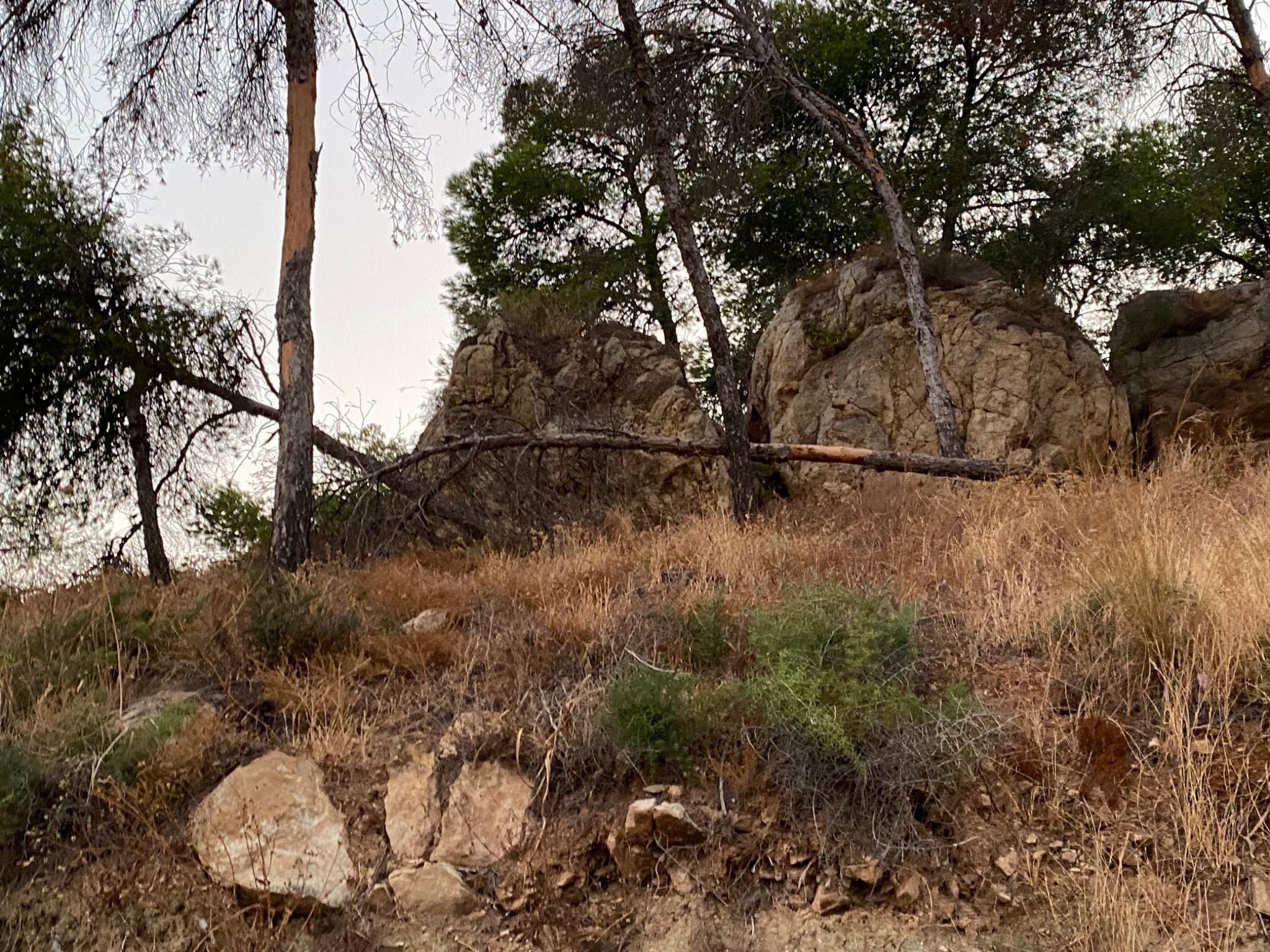 Árboles afectados y secos en los Montes de Málaga