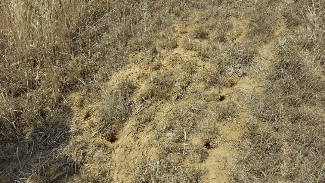 Huras de los topillos en un campo palentino