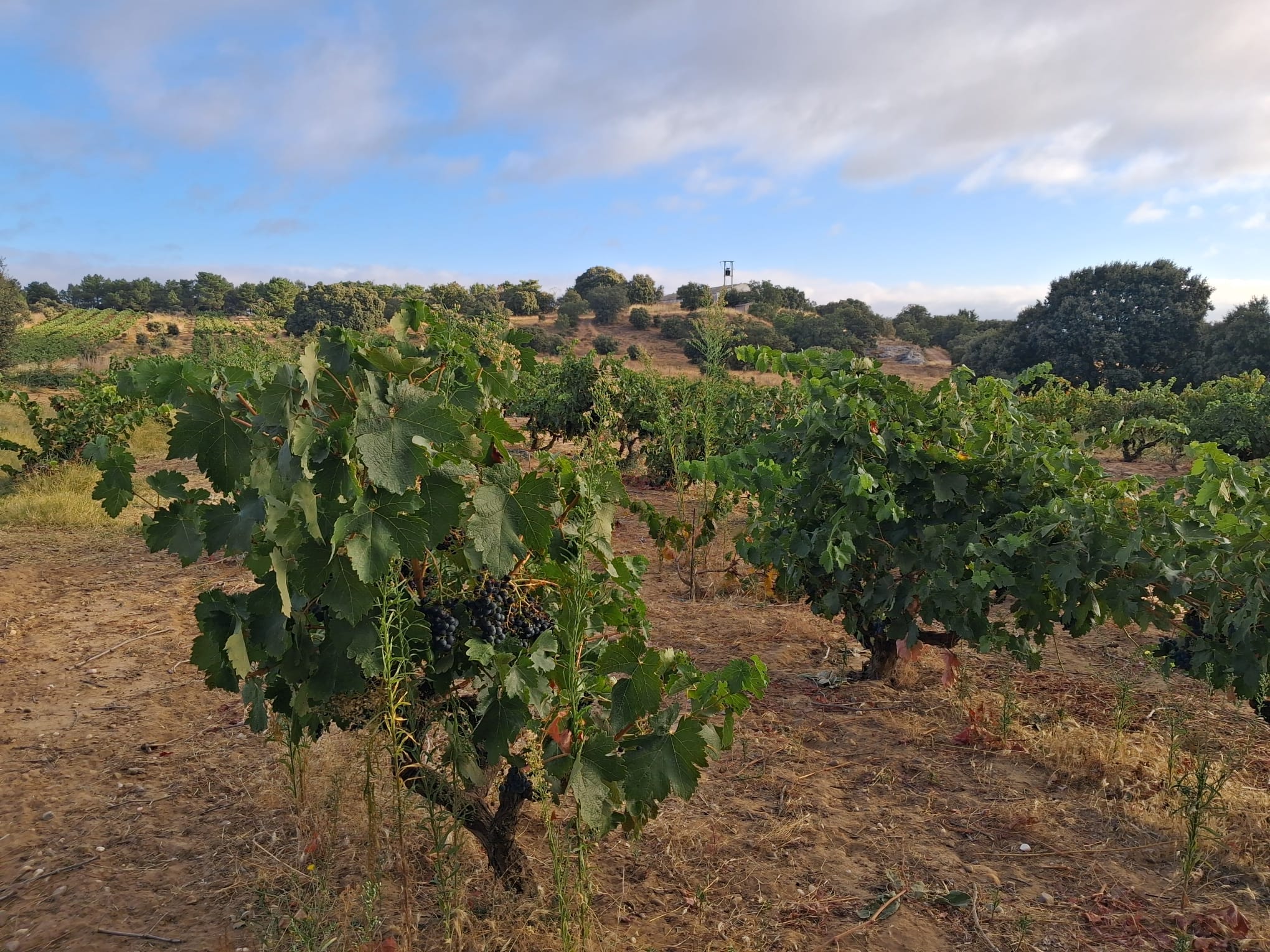 Viña a punto de vendimiar en Ribera del Duero 2025
