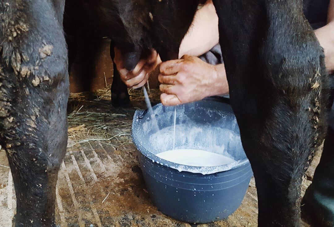 Un granjero ordeña a una vaca