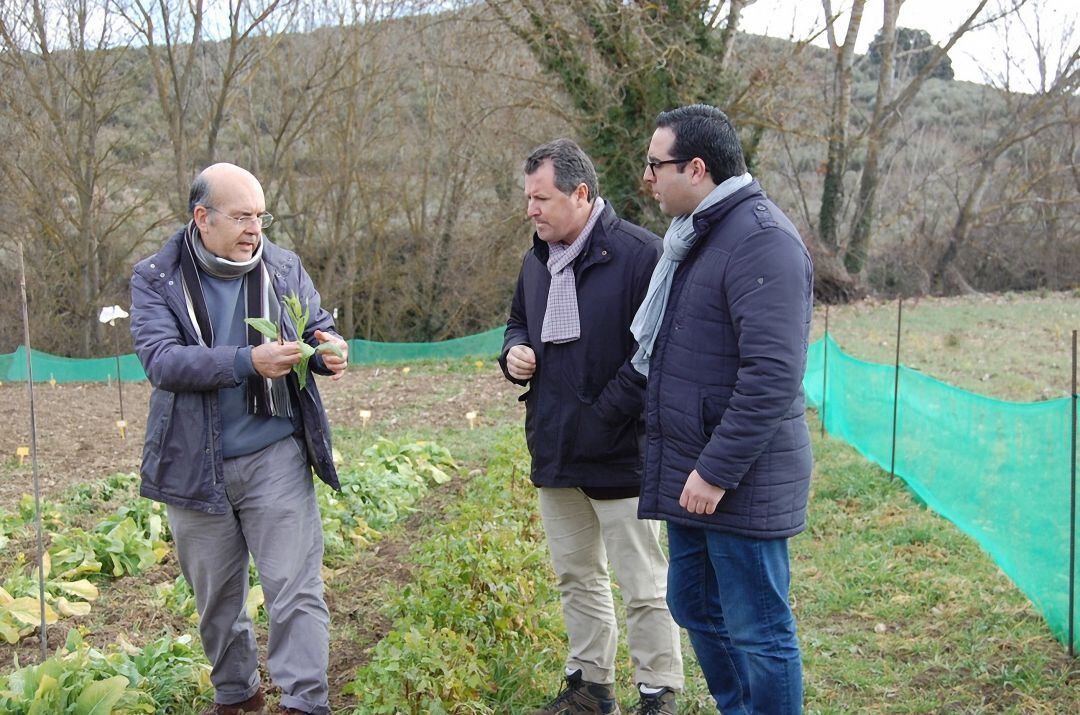 El alcalde de Alcalá la Real, Carlos Hinojosa (primero por la dcha) junto al diputado de agricultura, Pedro Bruno (a su lado), durante la visita a la plantación de grelos.