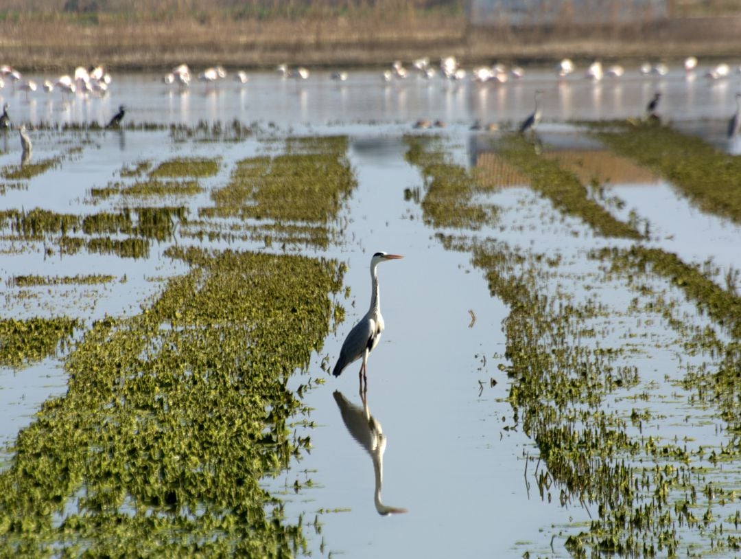 Campos de arroz en la Albufera de València.