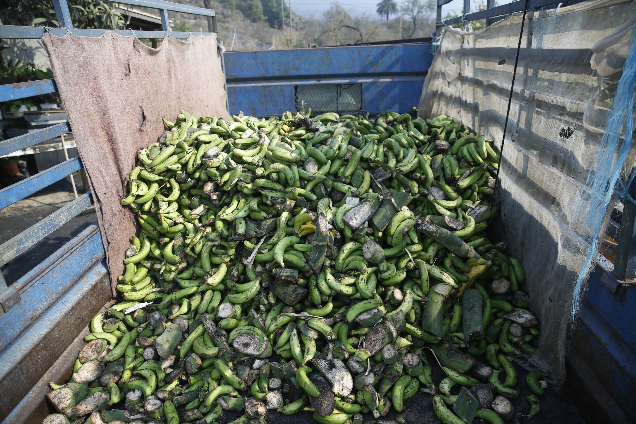 Efectos del volcán sobre el plátano
