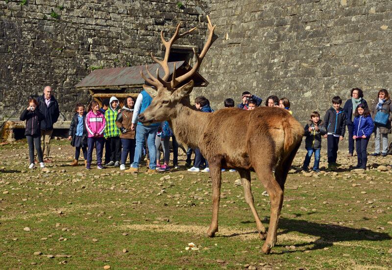 Ciervos en la Ciudadela de jaca
