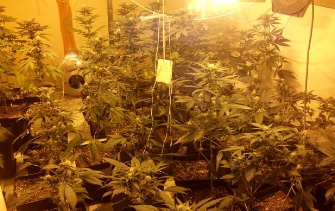 Plantas de marihuana incautadas en un pabellón de Lezo